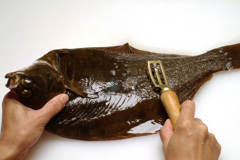 マコガレイのさばき方