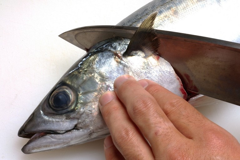 マサバのさばき方