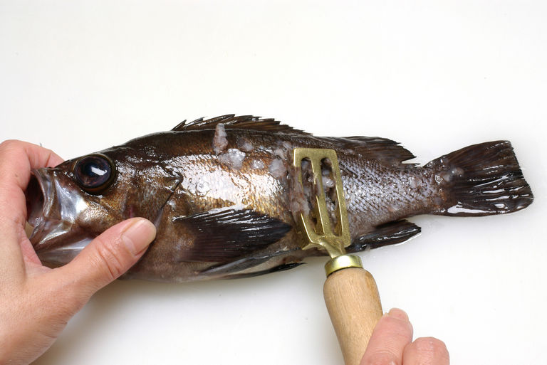 メバルのさばき方