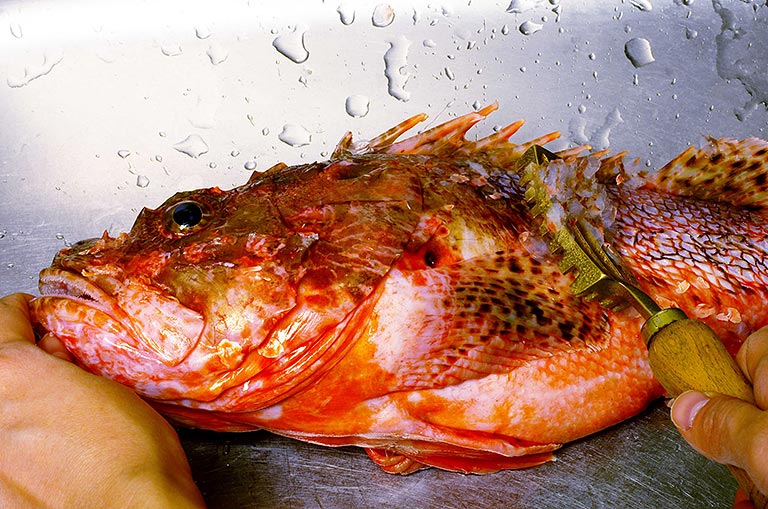 オニカサゴのさばき方