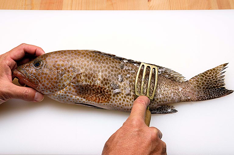 オオモンハタのさばき方