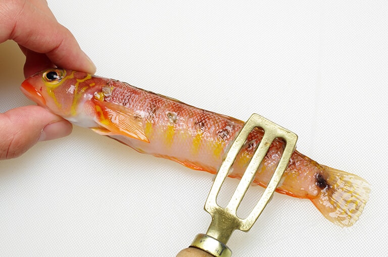 トラギスのさばき方