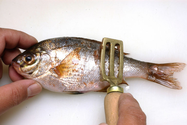 ウミタナゴのさばき方