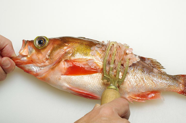 ウスメバルのさばき方