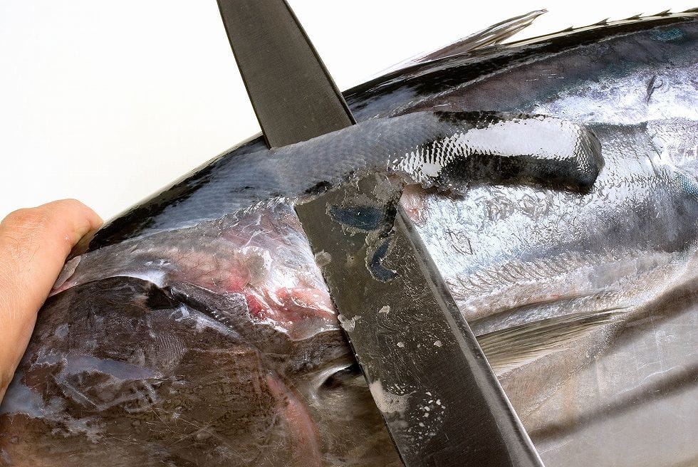 処理の第一段階は背ビレから胸ビレにかけて覆う硬いウロコを引き落とす。この際、包丁は寝かせて身に押しつけるように前後に動かすことがコツ。