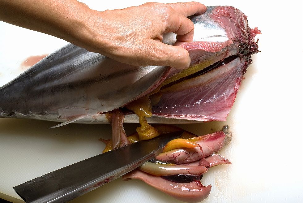 次に腹を割って内臓を取り除き、流水下で腹の中をきれいに掃除し水気をふき取る。ここまでやると下処理は終了。