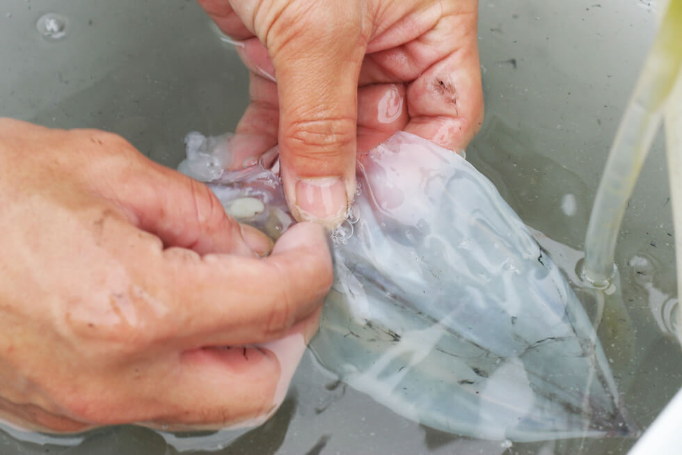 最後に海水の中で内臓やヌメリを掃除すれば終了。なお、船上で干す際は船長に承諾を得るのがマナー。