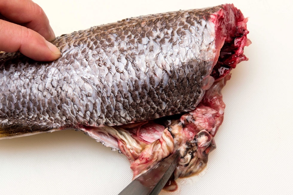 次に腹を割って内臓を引き出す。