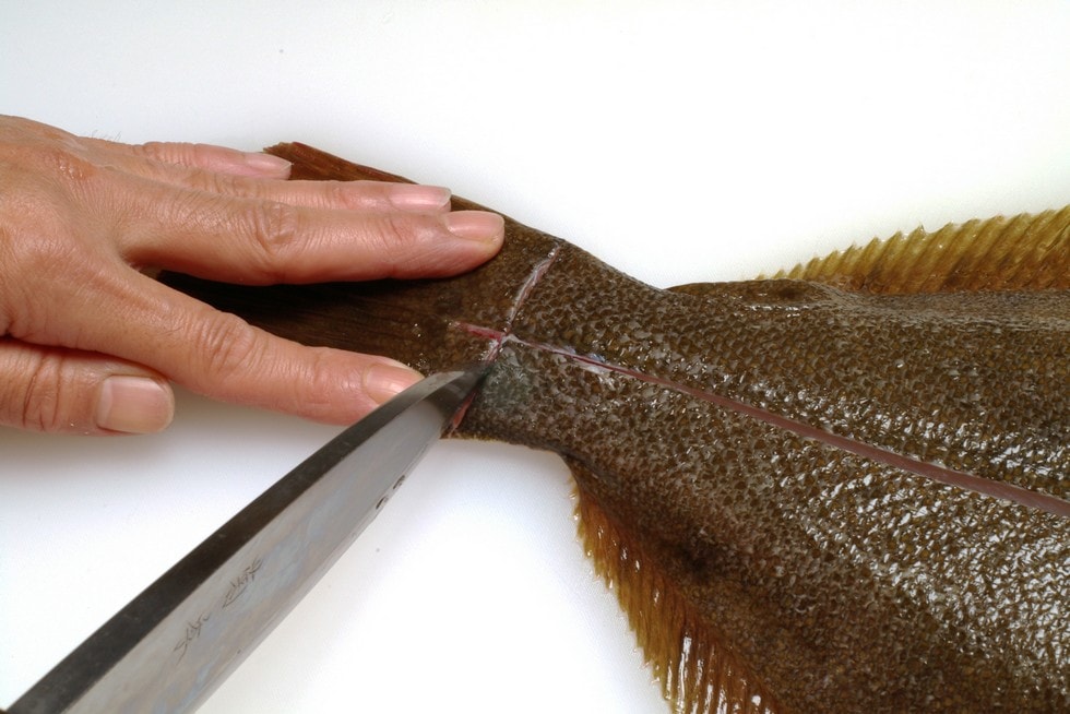 次に尾の付け根に写真のように十字の切れ込みを入れる。