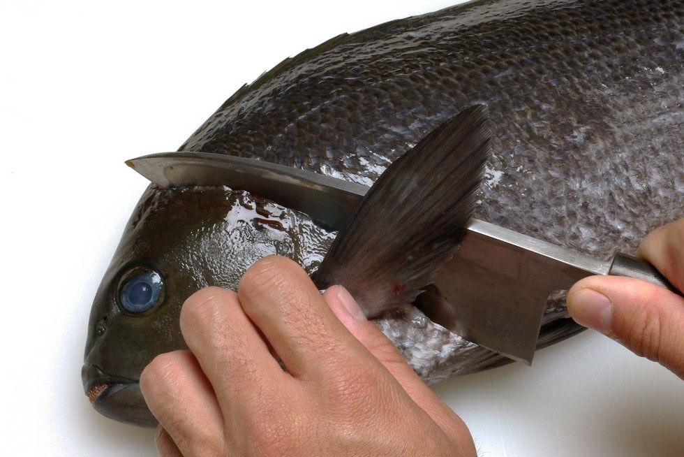 胸ビレと腹ビレの後ろから包丁を入れ、頭を切り落とす。