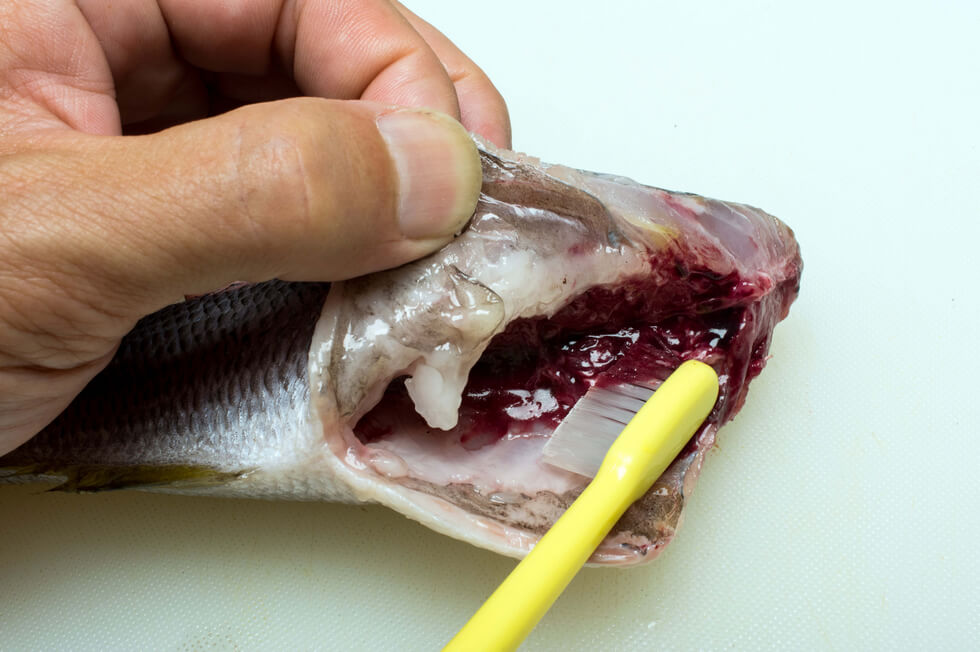 歯ブラシで中骨主骨に付着している血ワタを掃除。きれいに水洗いをして水気をふき取る。