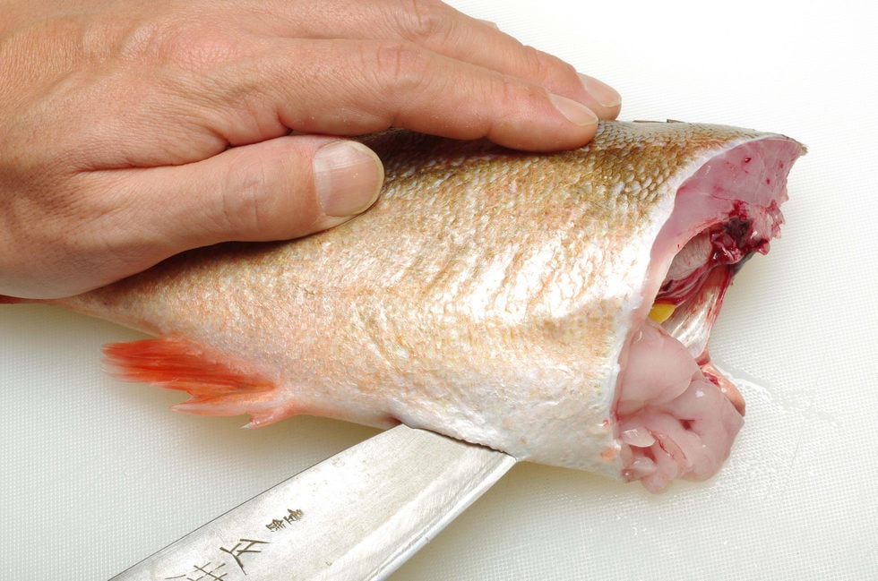 頭の切り口から肛門に向かって腹を割り……