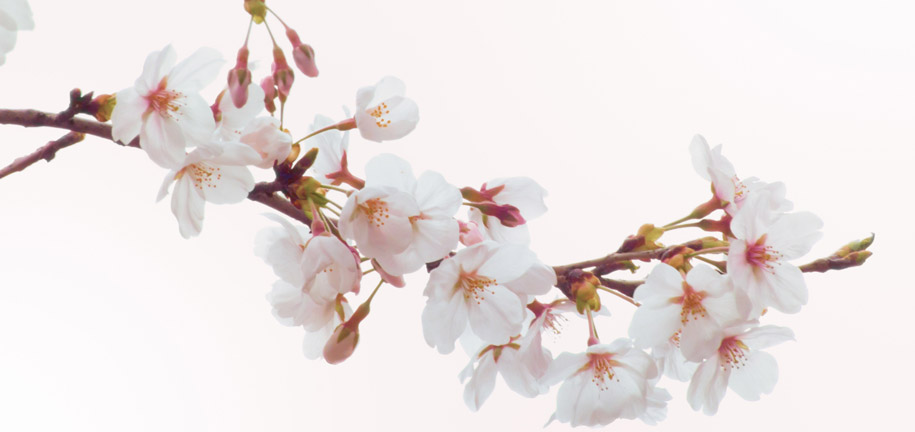 ソメイヨシノと&lsquo;染井吉野&rsquo;はちがう？！ 意外と知らない桜の真実