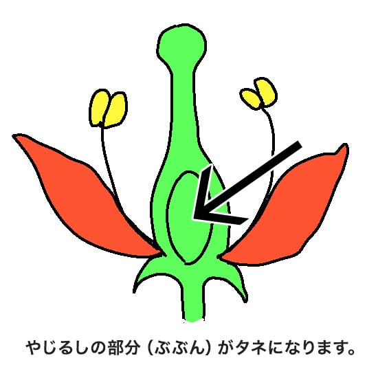 野さいやくだものの実(み)の部分(ぶぶん)はタネをつくる場所（ばしょ）でもある