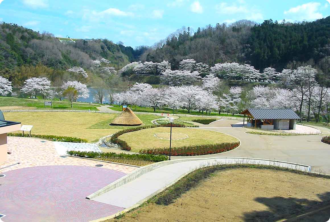 フリーサイトなので、好みのポイントを見つけて桜を眺めよう