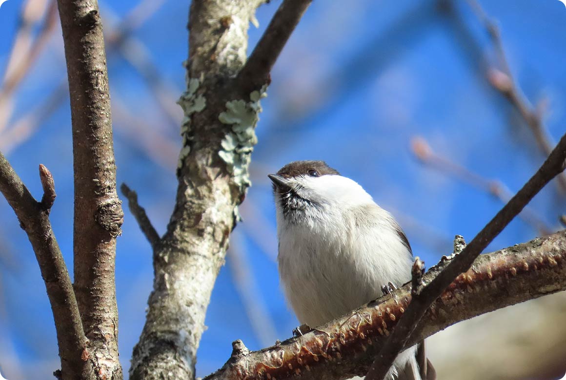 春夏秋冬、さまざまな野鳥が訪れる