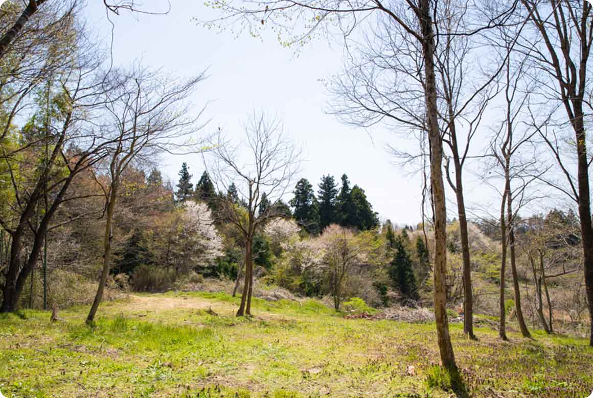 「Sakura Bushcraft Field」の名前のもとになった美しい桜が自生しています