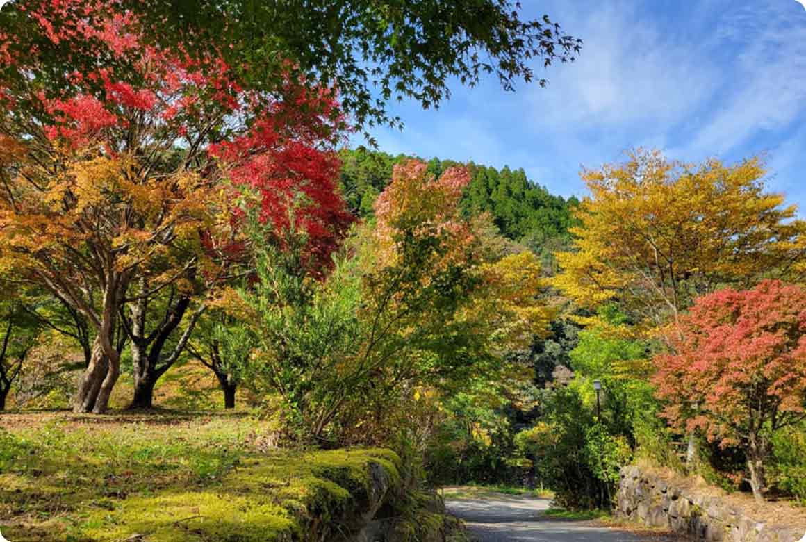 葉が様々な色に変化しはじめた秋。紅葉狩りとキャンプを同時に楽しめます