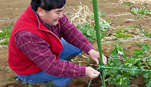 家庭菜園のコツ