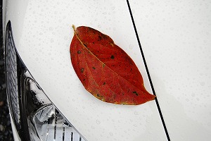 �V�r�b�NTYPE R