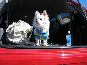 �X�g���[��