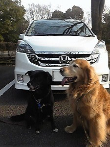 �X�e�b�v���S��