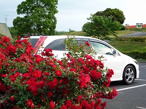 �X�g���[��