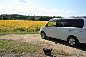 �X�e�b�v���S��