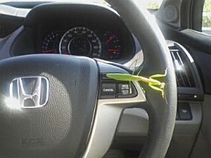 �I�f�b�Z�C