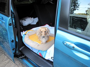 �t���[�h �X�p�C�N