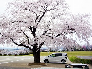 �t���[�h �X�p�C�N