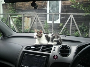 �X�g���[��