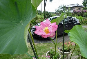 �C���T�C�g