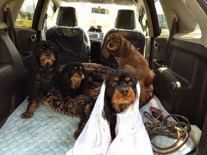 �t�B�b�g �V���g��