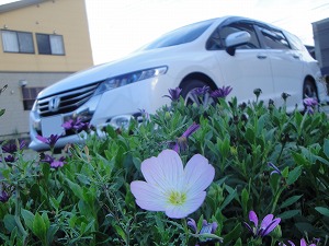 �I�f�b�Z�C